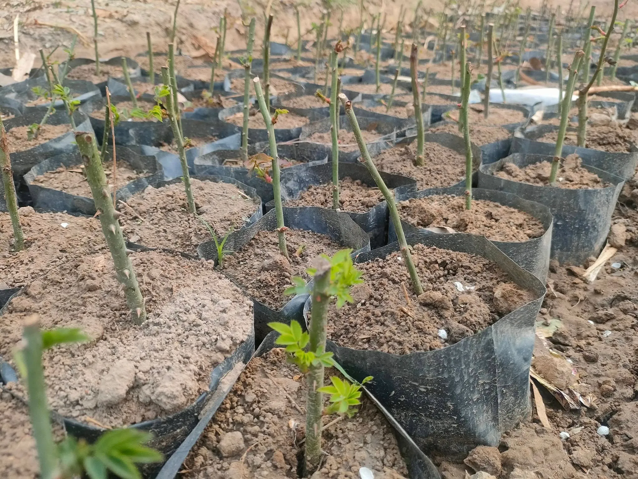 Green Seekers Activity